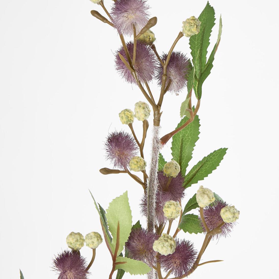 Blackwood Wattle 85cm Purple