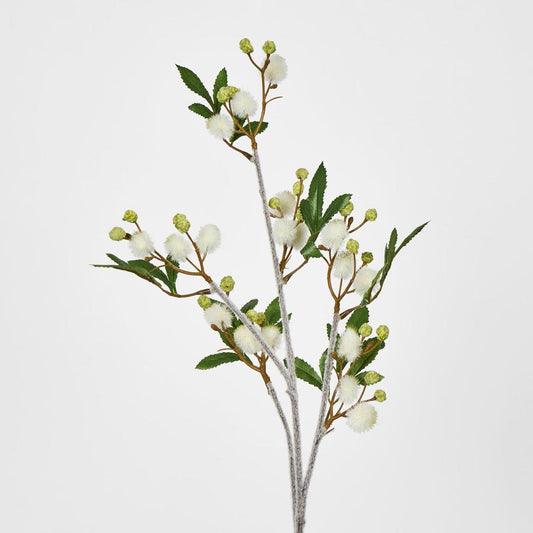 Blackwood Wattle 85cm White