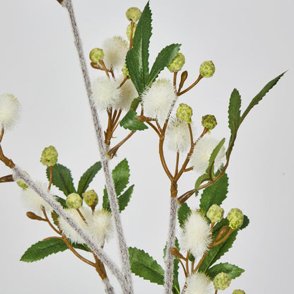Blackwood Wattle 85cm White