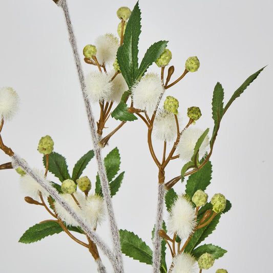 Blackwood Wattle 85cm White