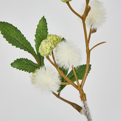 Blackwood Wattle 85cm White