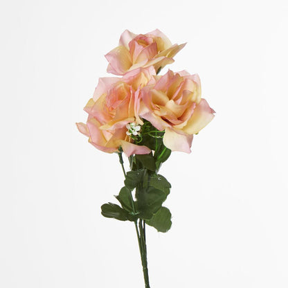 Rose Bush B Asstd Box of 60