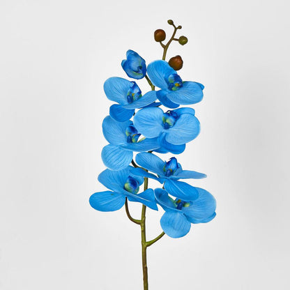 Phalaenopsis Orchid 7 Flowers Blue