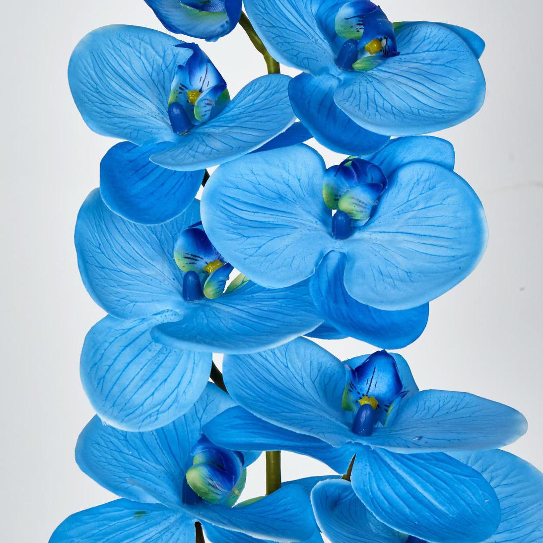 Phalaenopsis Orchid 7 Flowers Blue