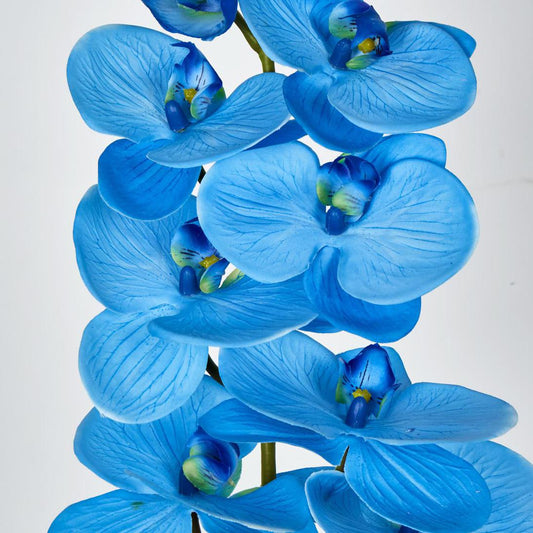Phalaenopsis Orchid 7 Flowers Blue