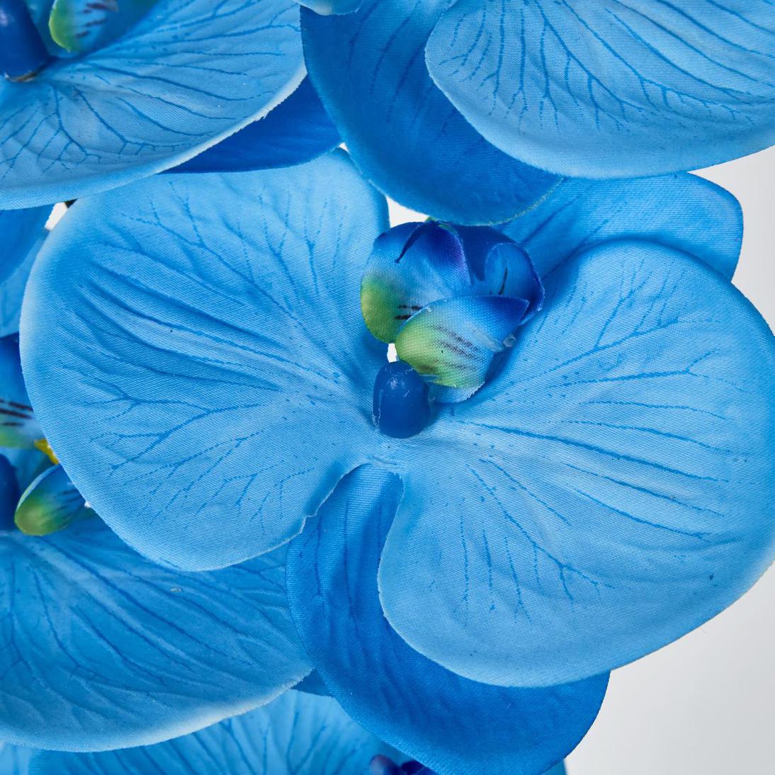 Phalaenopsis Orchid 7 Flowers Blue