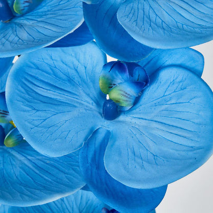 Phalaenopsis Orchid 7 Flowers Blue