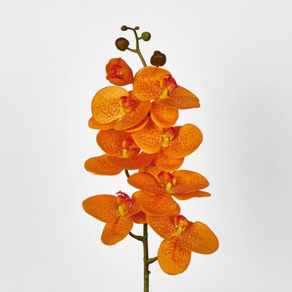 Phalaenopsis Orchid 7 Flowers Orange