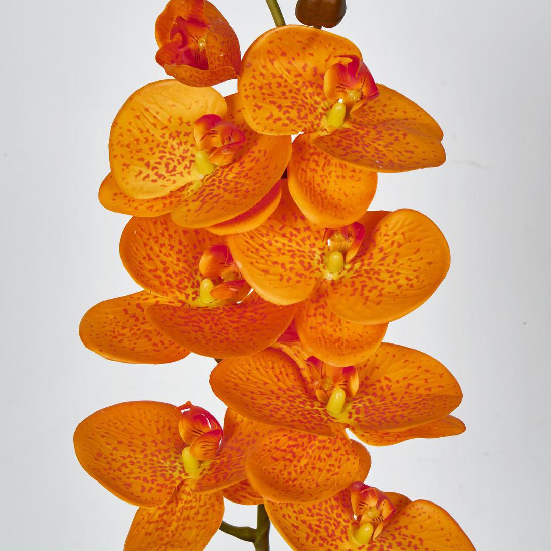 Phalaenopsis Orchid 7 Flowers Orange