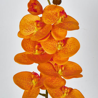 Phalaenopsis Orchid 7 Flowers Orange