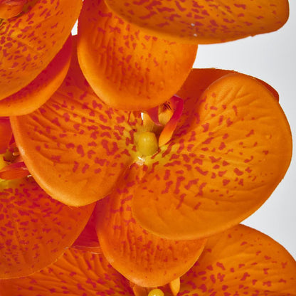 Phalaenopsis Orchid 7 Flowers Orange