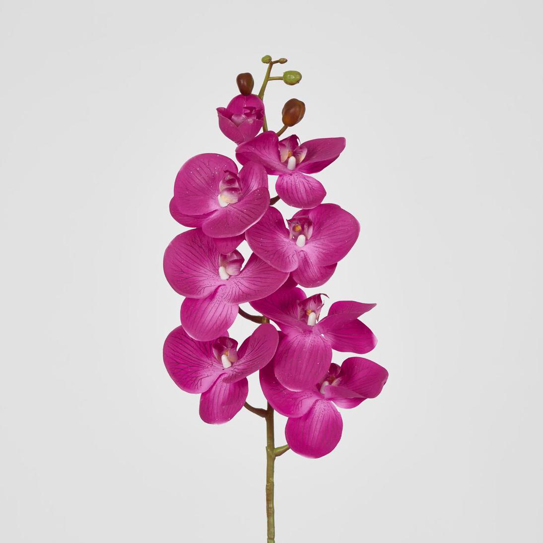 Phalaenopsis Orchid 7 Flowers Purple