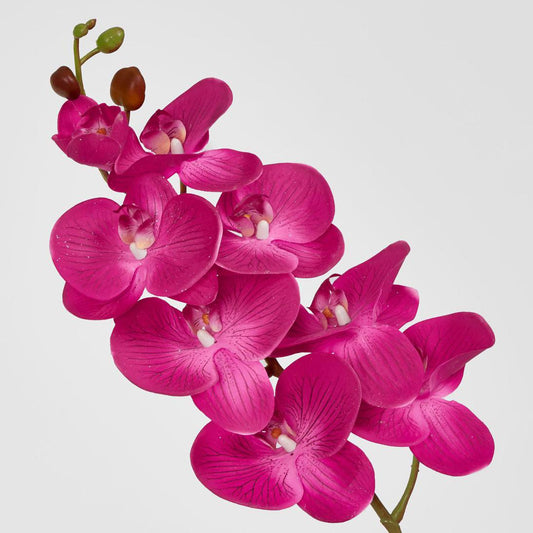 Phalaenopsis Orchid 7 Flowers Purple