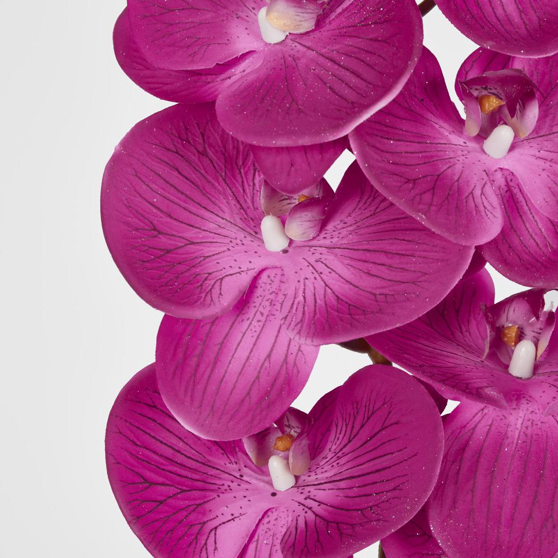 Phalaenopsis Orchid 7 Flowers Purple
