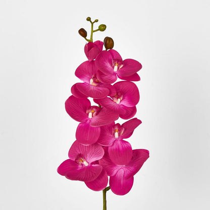 Phalaenopsis Orchid Spray with 7 Flowers Fuchsia