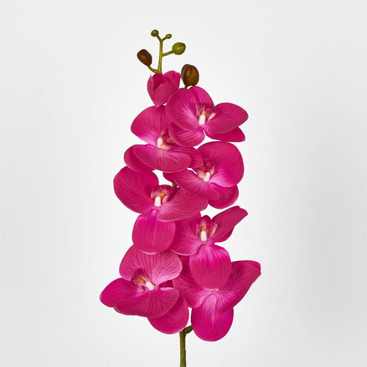 Phalaenopsis Orchid Spray with 7 Flowers Fuchsia