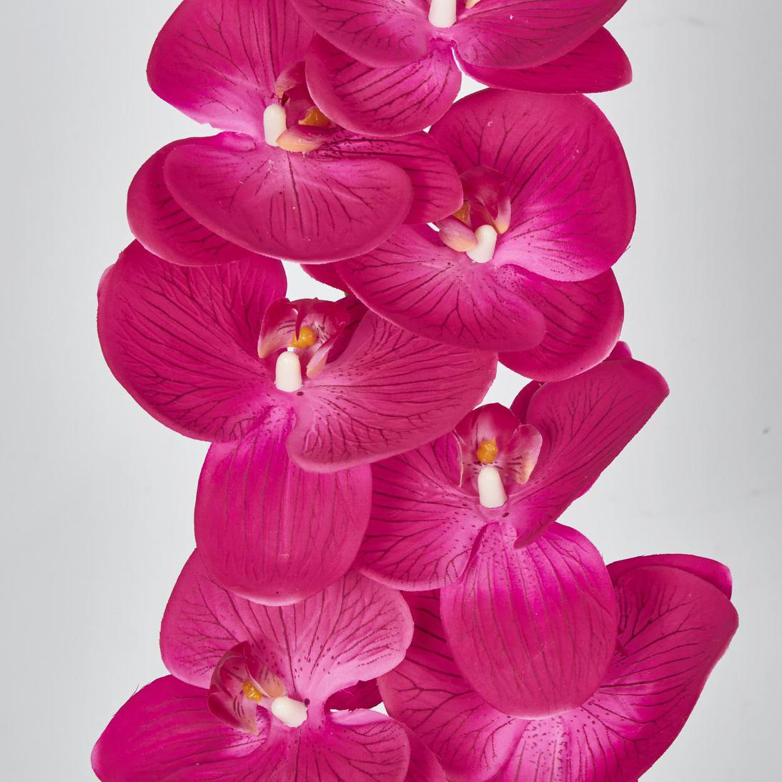Phalaenopsis Orchid Spray with 7 Flowers Fuchsia