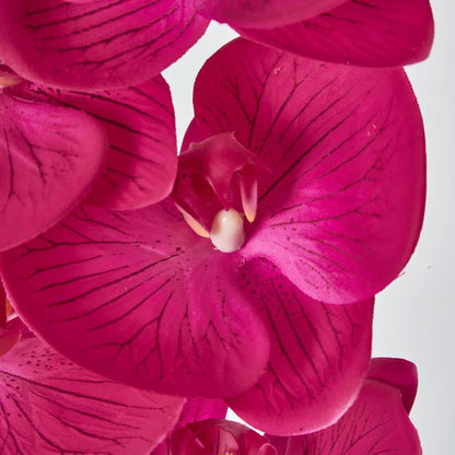 Phalaenopsis Orchid Spray with 7 Flowers Fuchsia