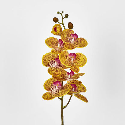 Phalaenopsis Orchid 7 Flowers Yellow
