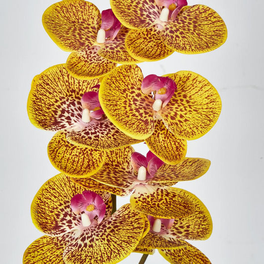 Phalaenopsis Orchid 7 Flowers Yellow