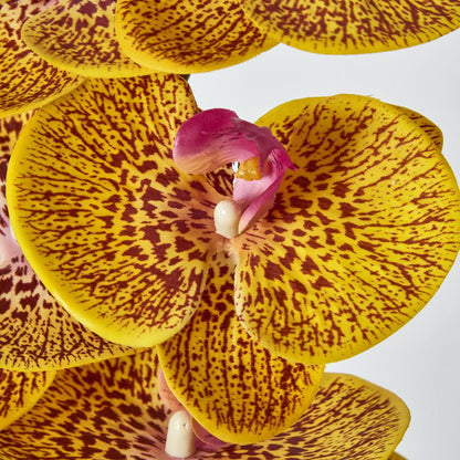 Phalaenopsis Orchid 7 Flowers Yellow