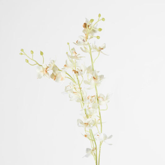 Dendrobium Spray White