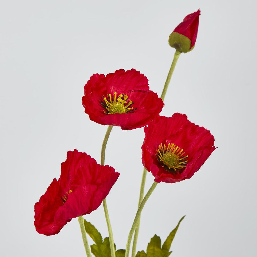 poppy Poppy Lid Bundle (7pcs) – Maison Viancin USA Inc.