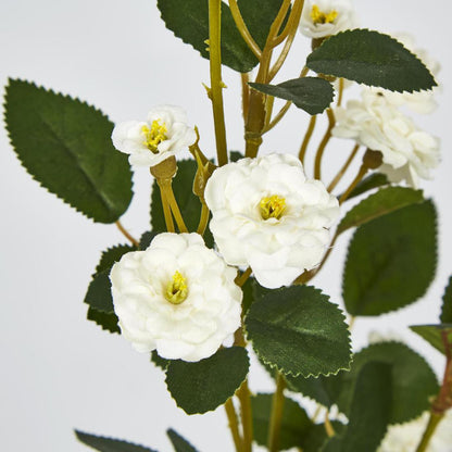 Pom Pom Rose Spray White