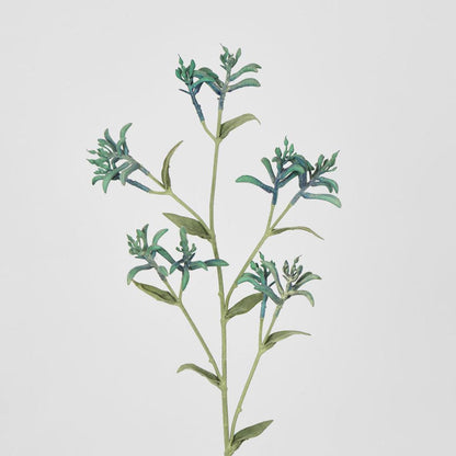 Kangaroo Paw Spray Blue