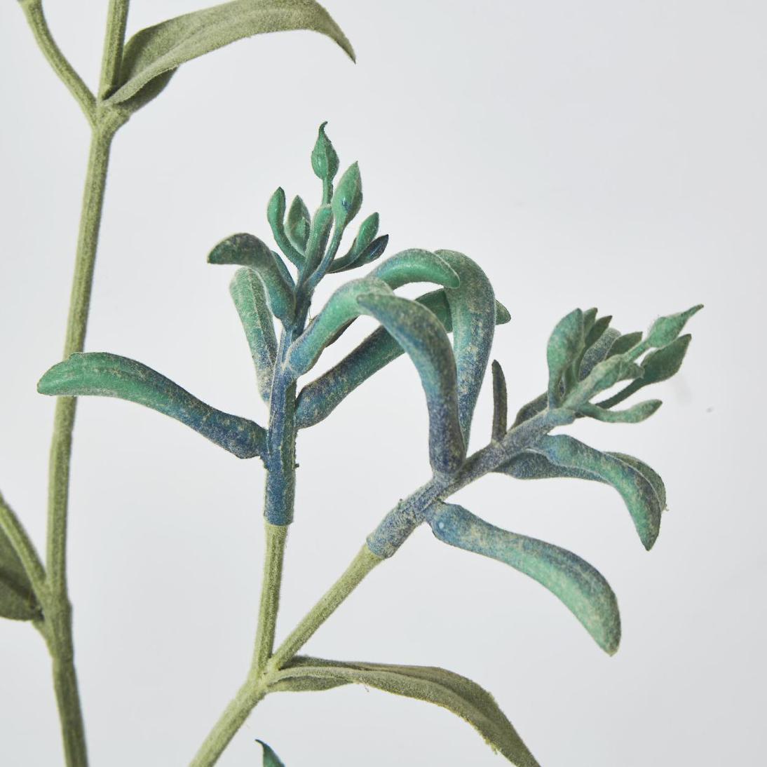 Kangaroo Paw Spray Blue