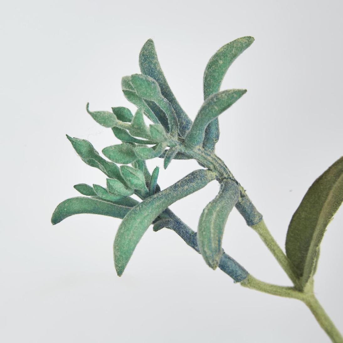 Kangaroo Paw Spray Blue