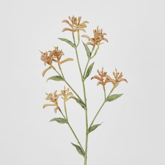 Kangaroo Paw Spray Orange