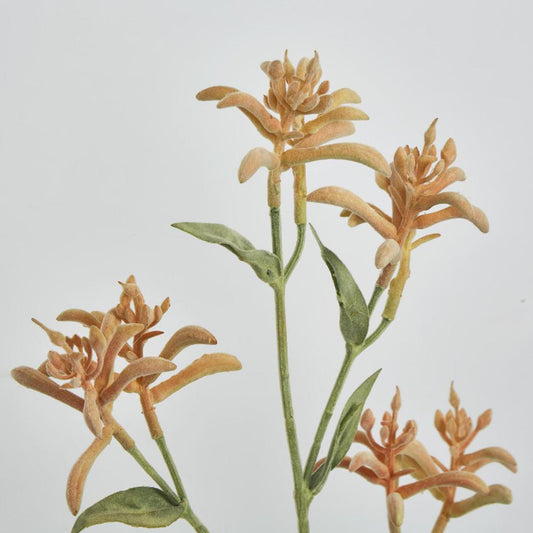 Kangaroo Paw Spray Orange