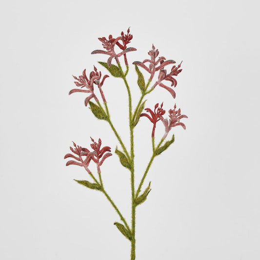Kangaroo Paw Spray Red