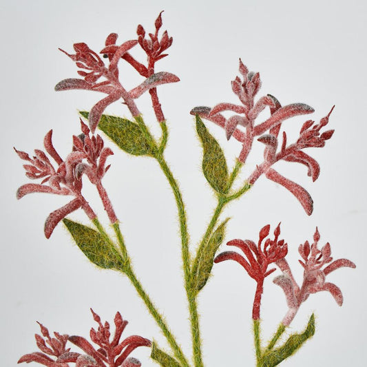 Kangaroo Paw Spray Red