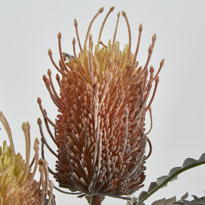 Banksia Double Spray Orange