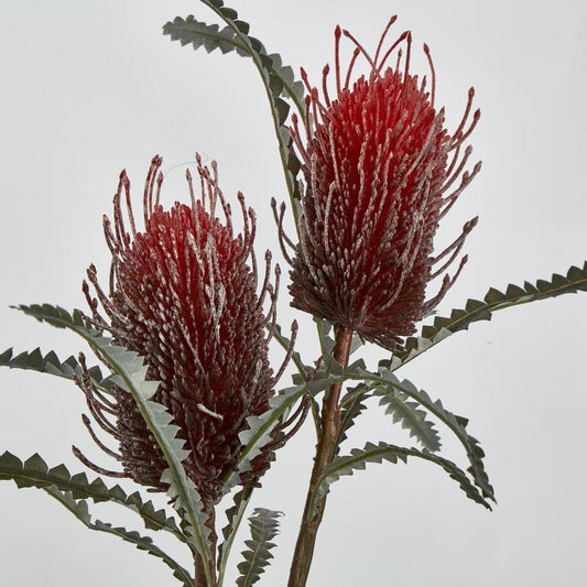 Banksia Double Spray Red