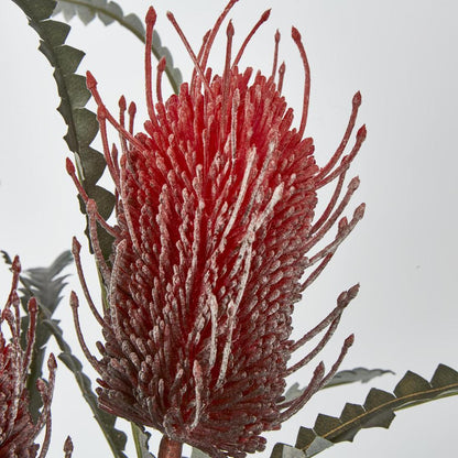 Banksia Double Spray Red