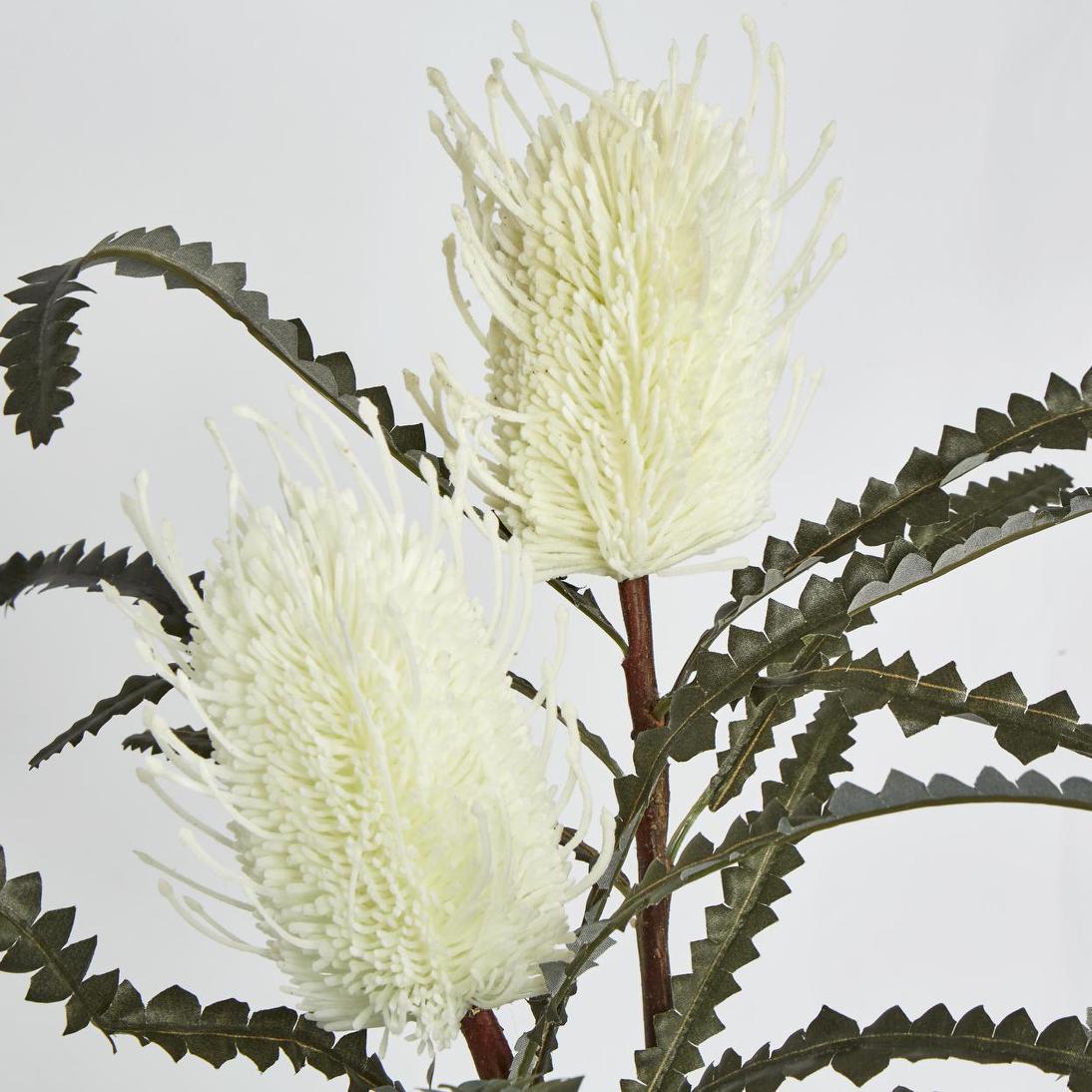 Banksia Double Spray White