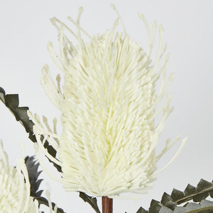Banksia Double Spray White