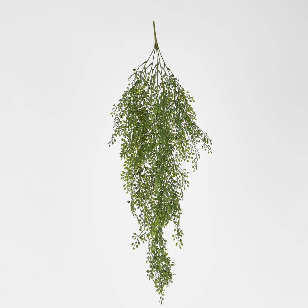 Hanging Boxwood Light Green