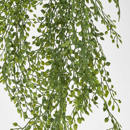 Hanging Boxwood Light Green