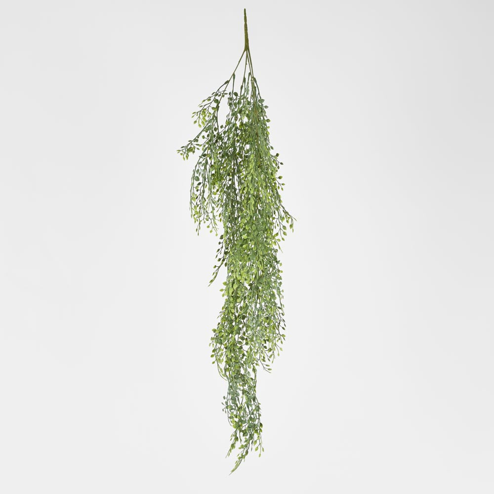 Hanging Boxwood Green