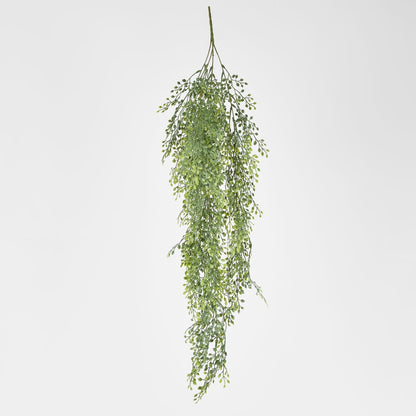 Hanging Boxwood Green