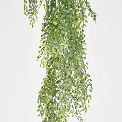 Hanging Boxwood Green