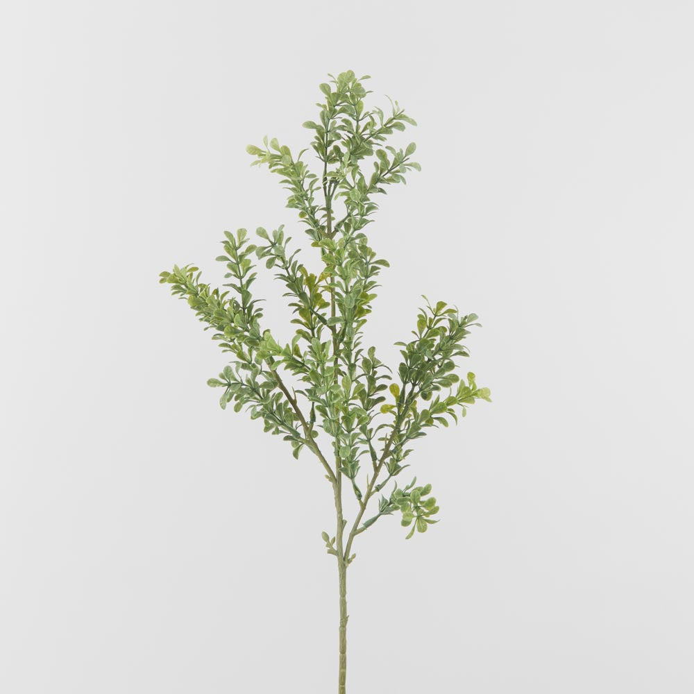 Boxwood Leaf Spray Green