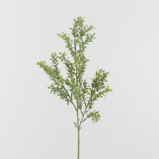 Boxwood Leaf Spray Green