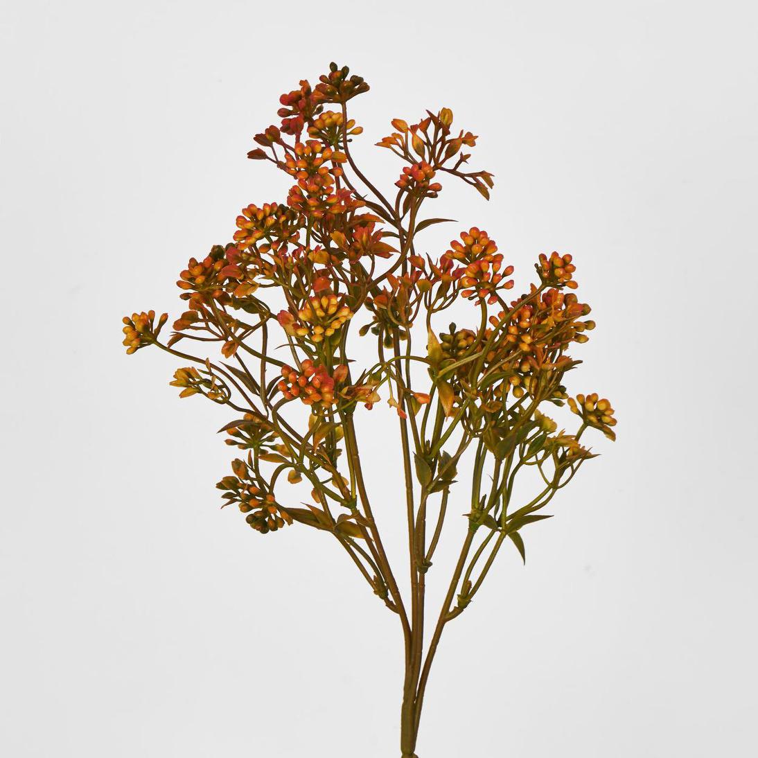 Badassi Bush Orange