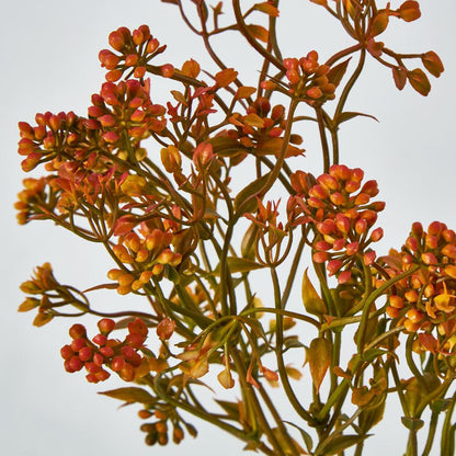 Badassi Bush Orange
