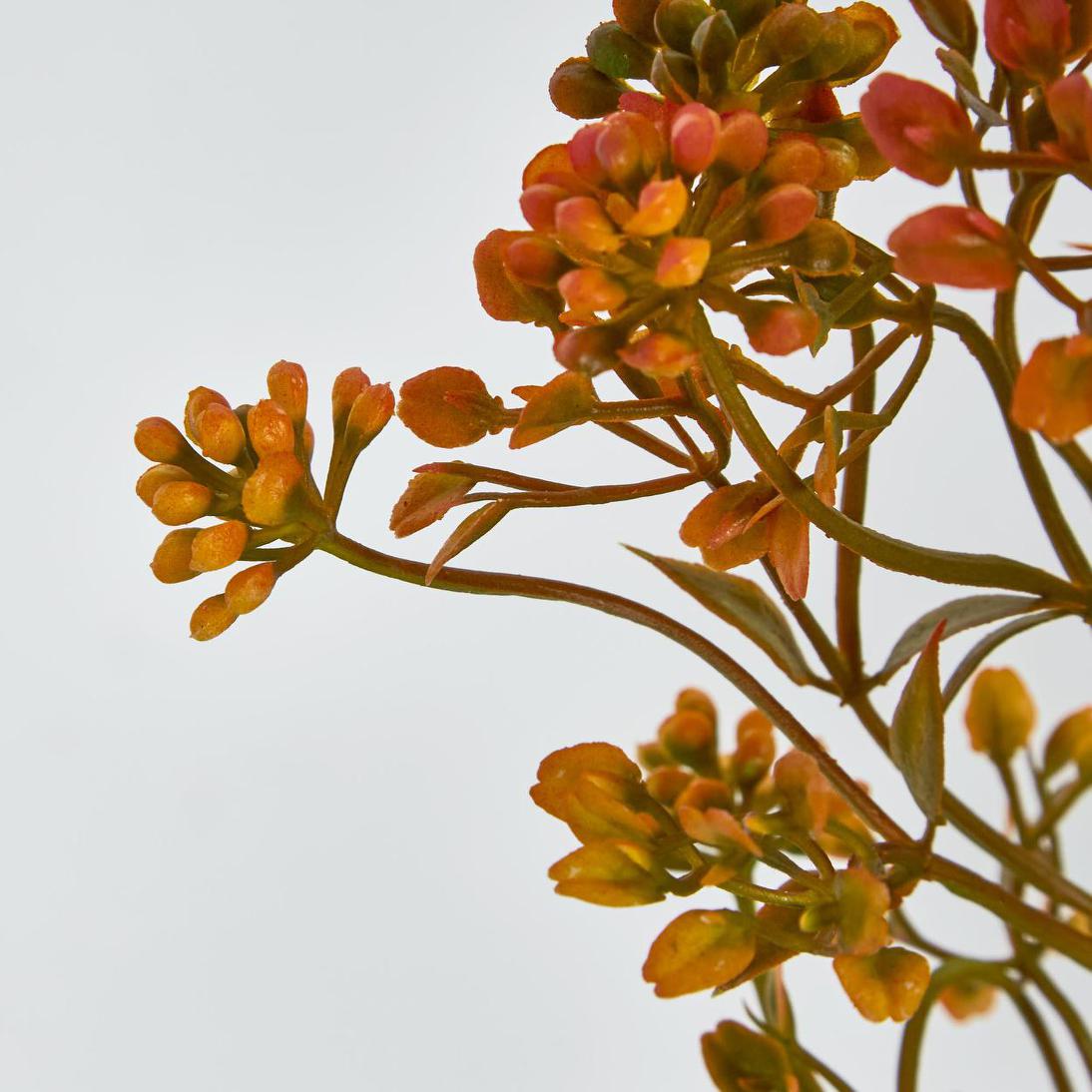 Badassi Bush Orange